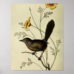 Póster Carriça à terra do vintage
