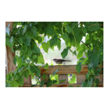 Carriça no caramanchão