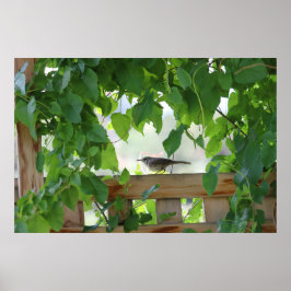 Poster Carriça no caramanchão