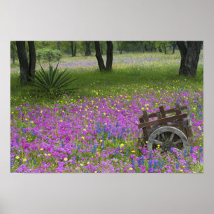 Poster Carrinho de madeira em campo de Phlox, Blue Bonnet