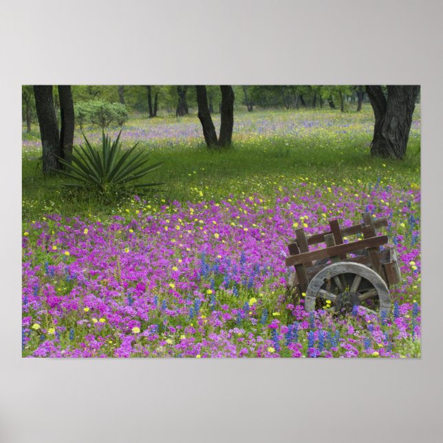 Poster Carrinho de madeira em campo de Phlox, Blue Bonnet (Frente)