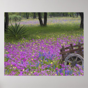 Póster Carrinho de Madeira em Phlox, Blue Bonnets com