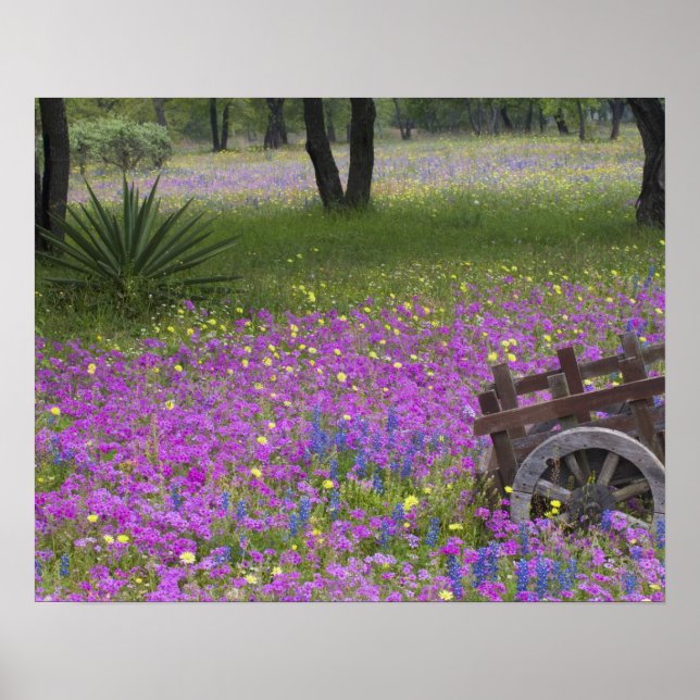 Póster Carrinho de Madeira no campo Phlox, Blue Bonnets c (Frente)