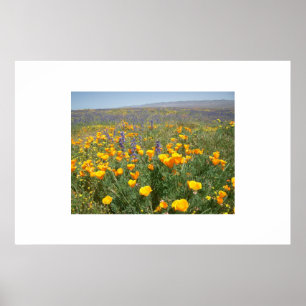 Poster Carrizo Wildflowers