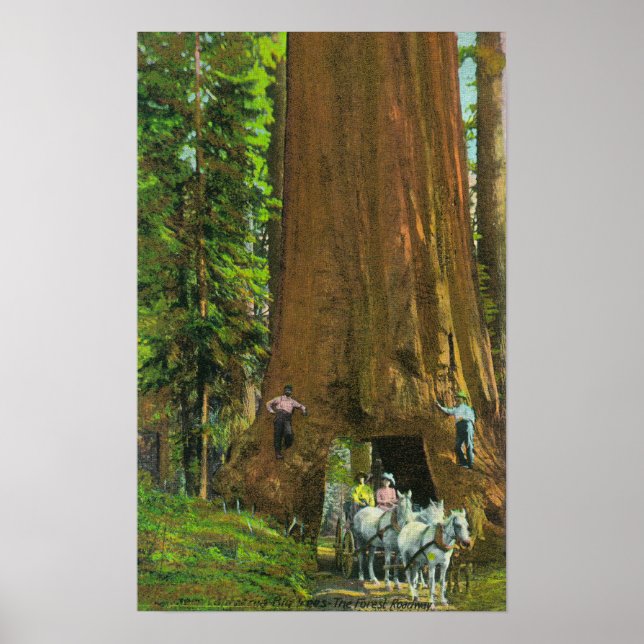 Poster Carruagem de cavalos sob uma Sequoia Gigante (Frente)