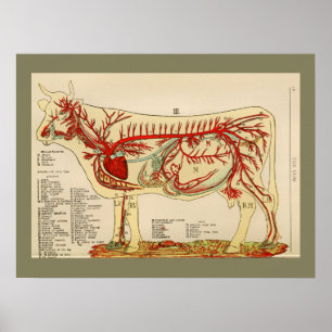 Póster Carta 1917 da anatomia da artéria da vaca do