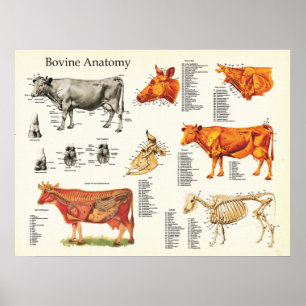 Póster Carta anatômica bovina da vaca - 18" X 24"