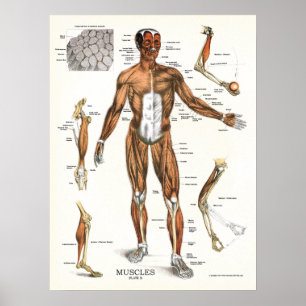 Póster Carta anatômica da anatomia dos músculos