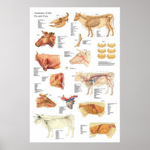 Póster Carta bovina 24" da anatomia da vaca X 36"