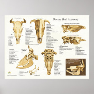 Póster Carta bovina da anatomia do crânio da vaca