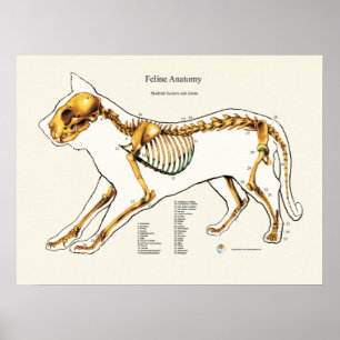 Poster Carta comum esqueletal do veterinário da anatomia