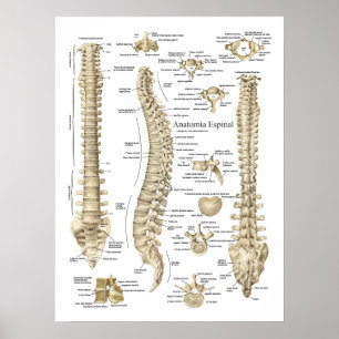 Póster Carta da anatomia da espinha de Anatomia Espinal
