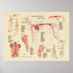 Poster Carta da anatomia do coração do sistema vascular