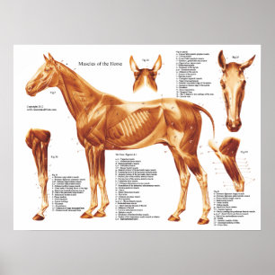 Póster Carta da anatomia do músculo do cavalo
