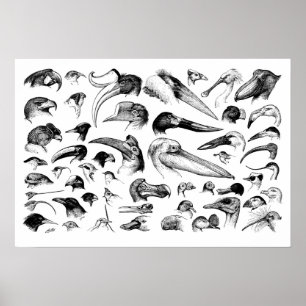 Póster Carta das contas