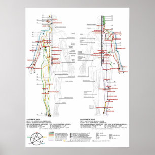 Poster Carta de meridianos humanos