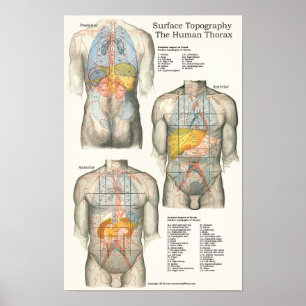 Poster Carta de superfície humana da anatomia da