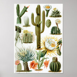 Poster Carta do cacto do vintage