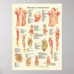 Póster Carta do espanhol de Músculos Anatomia da anatomi