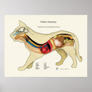 Poster Carta do veterinário da anatomia do órgão inter