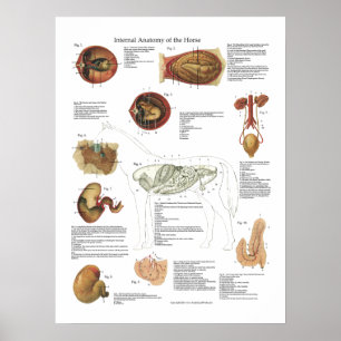 Poster Carta do veterinário da anatomia dos órgãos