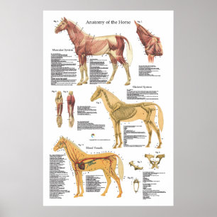 Póster Carta esqueletal do veterinário da anatomia do