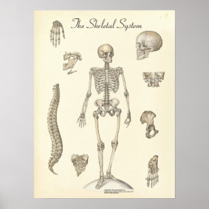 Poster Carta esqueletal humana da anatomia