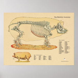 Póster Carta esqueletal veterinária da anatomia do porco