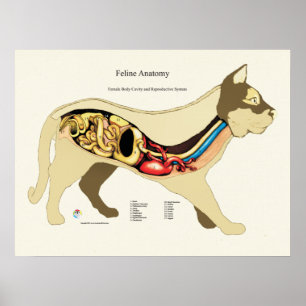 Póster Carta fêmea interna do veterinário da anatomia d