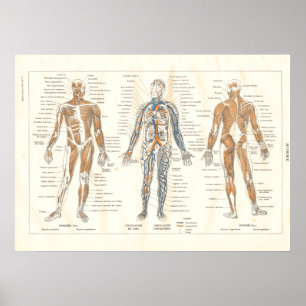 Póster Carta francesa 1800's do vintage da anatomia do