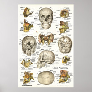 Póster Carta humana 24 x 36 da anatomia do crânio
