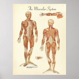 Póster Carta humana da anatomia do músculo