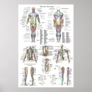 Poster Carta humana da anatomia do músculo no espanhol