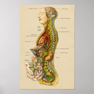 Poster Carta humana da anatomia do sistema nervoso do