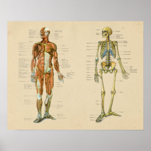 Póster Carta humana do vintage da anatomia de Skelton do
