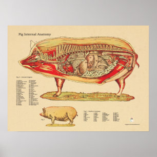 Póster Carta interna veterinária da anatomia do porco