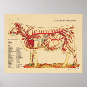 Póster Carta veterinária bovina da anatomia da artéria 