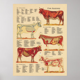 Póster Carta veterinária bovina da anatomia da vaca
