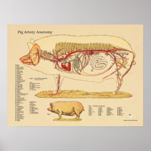 Póster Carta veterinária da anatomia da artéria do porc