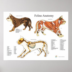 Póster Carta veterinária da anatomia do músculo