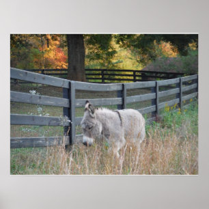 Poster Cartão-postal de um campo de outono