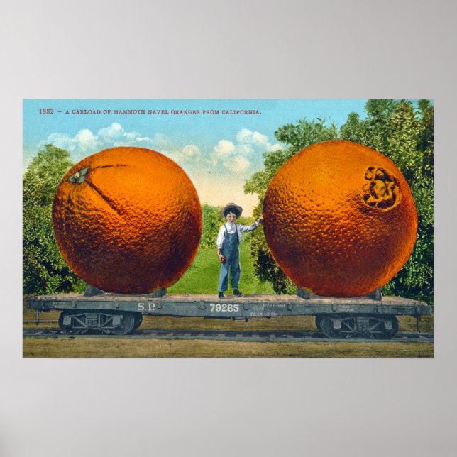 Poster Cartão-postal gigante da Califórnia em laranjas (Frente)