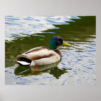 Poster Cartão-postal Mallard Mallard