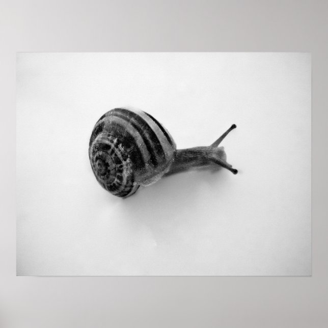 Poster Cartão-postal Snail (Frente)