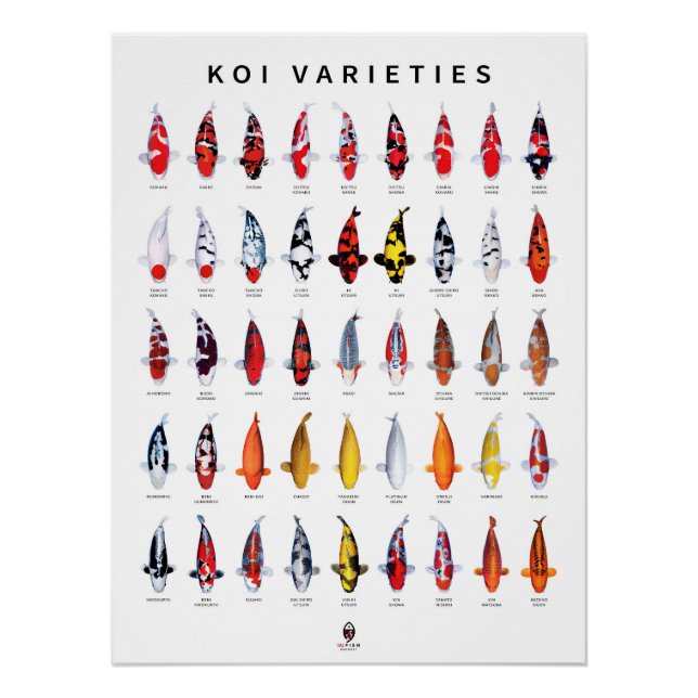 Póster Cartaz 45 Tipos de Koi (Frente)