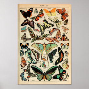 Poster Cartaz - Adolphe Millot Papillons Borboletas