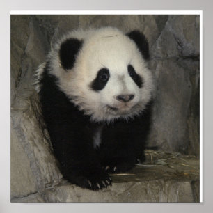 Póster Cartaz adorável da panda