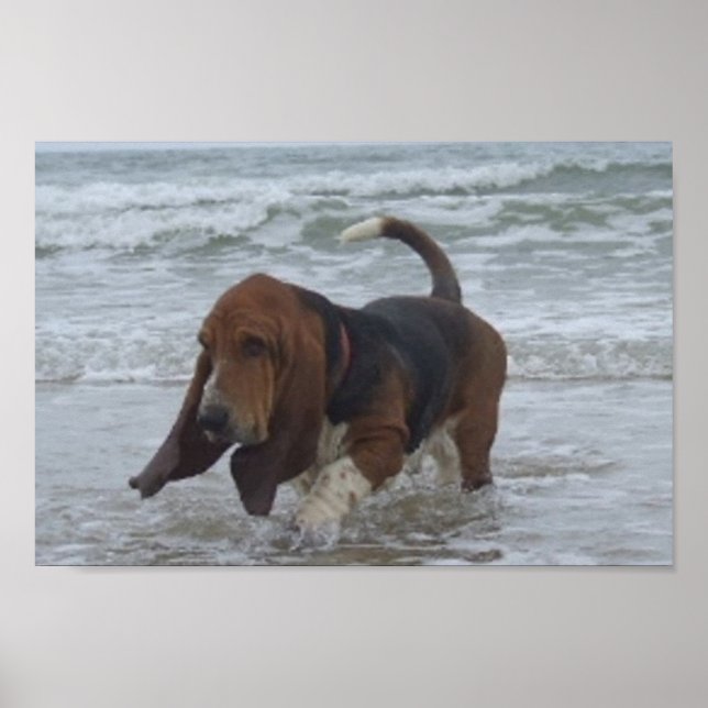 Póster Cartaz Basset Hound Ao Lado Do Mar (Frente)