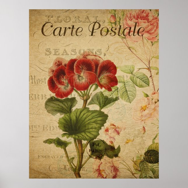 Poster Cartaz Botânico Antigo - Pelargonium Francês (Frente)