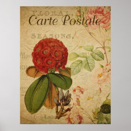 Poster Cartaz Botânico Antigo - Rhododenron
